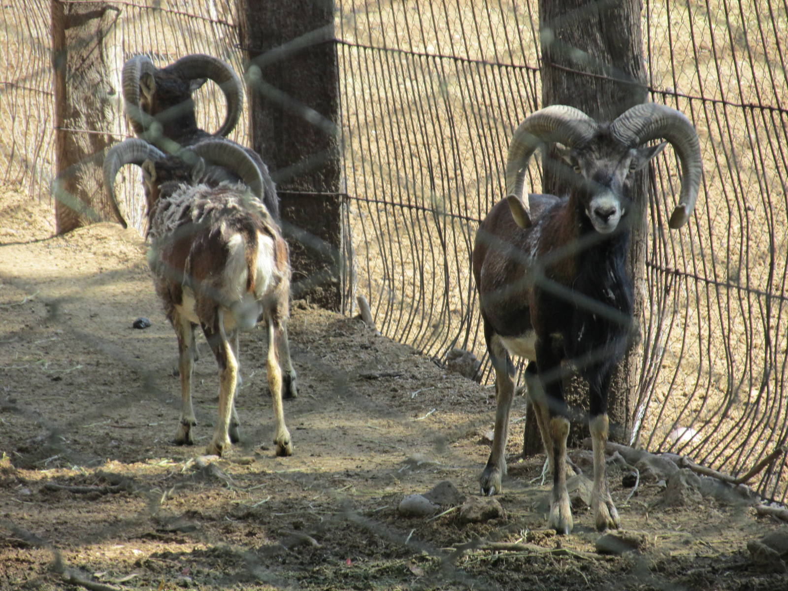 mouflon mendoza zoo