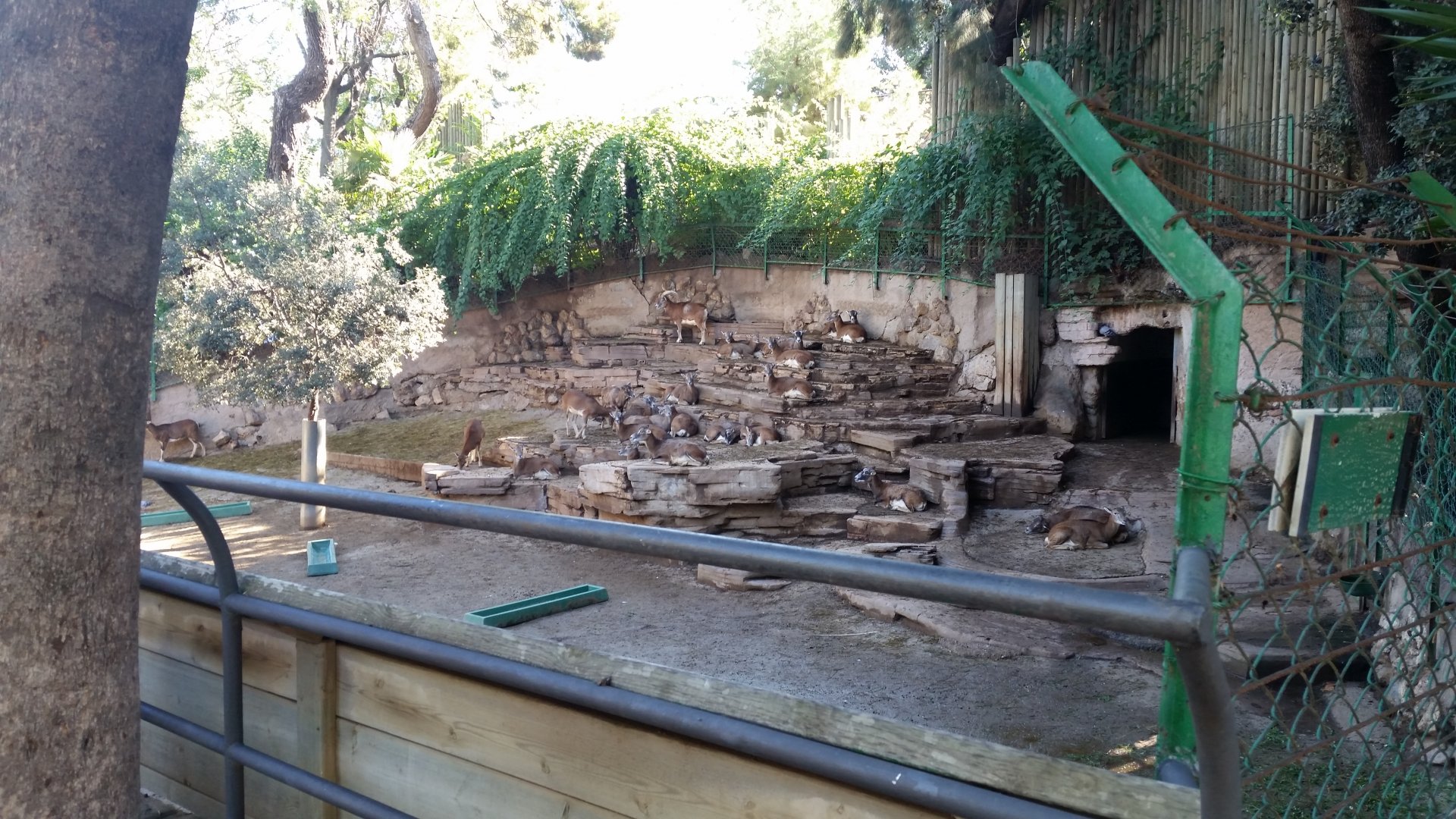 Mouflon, October 2017