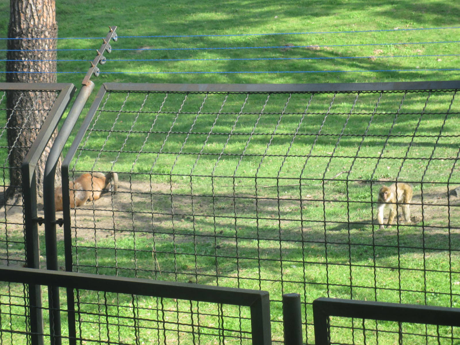 Mouflon (Ovis aries musimon) and Barbary macaque (Macaca sylvanus)