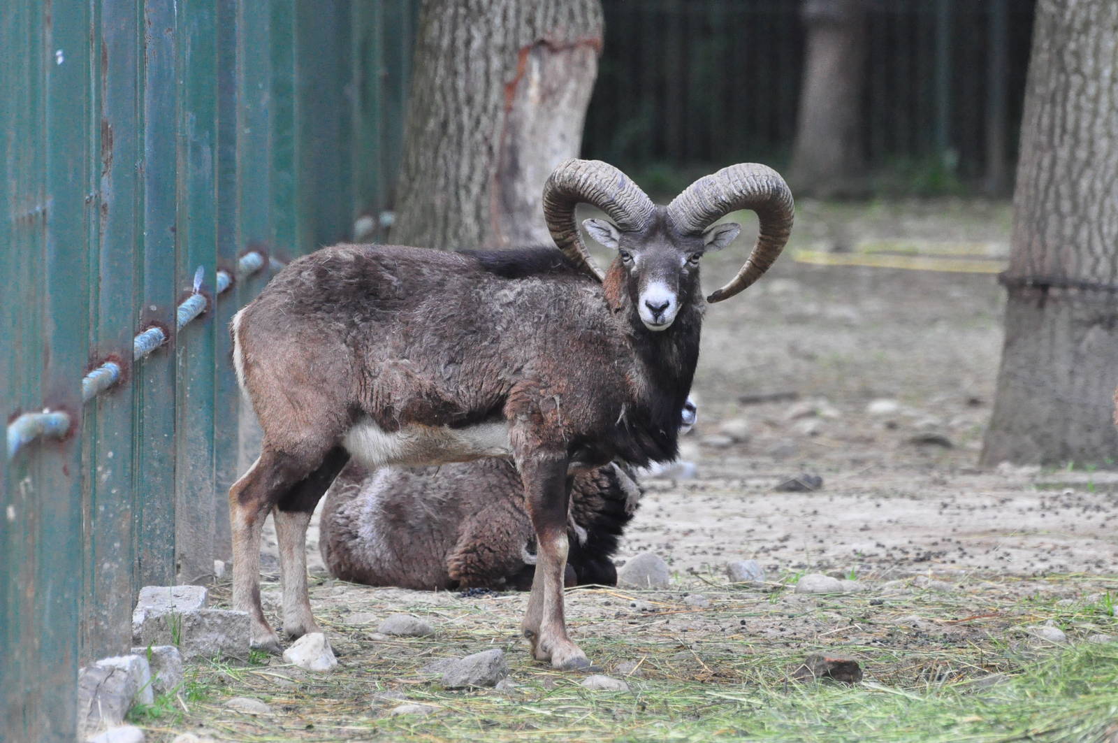 Mouflon/ Ovis aries musimon