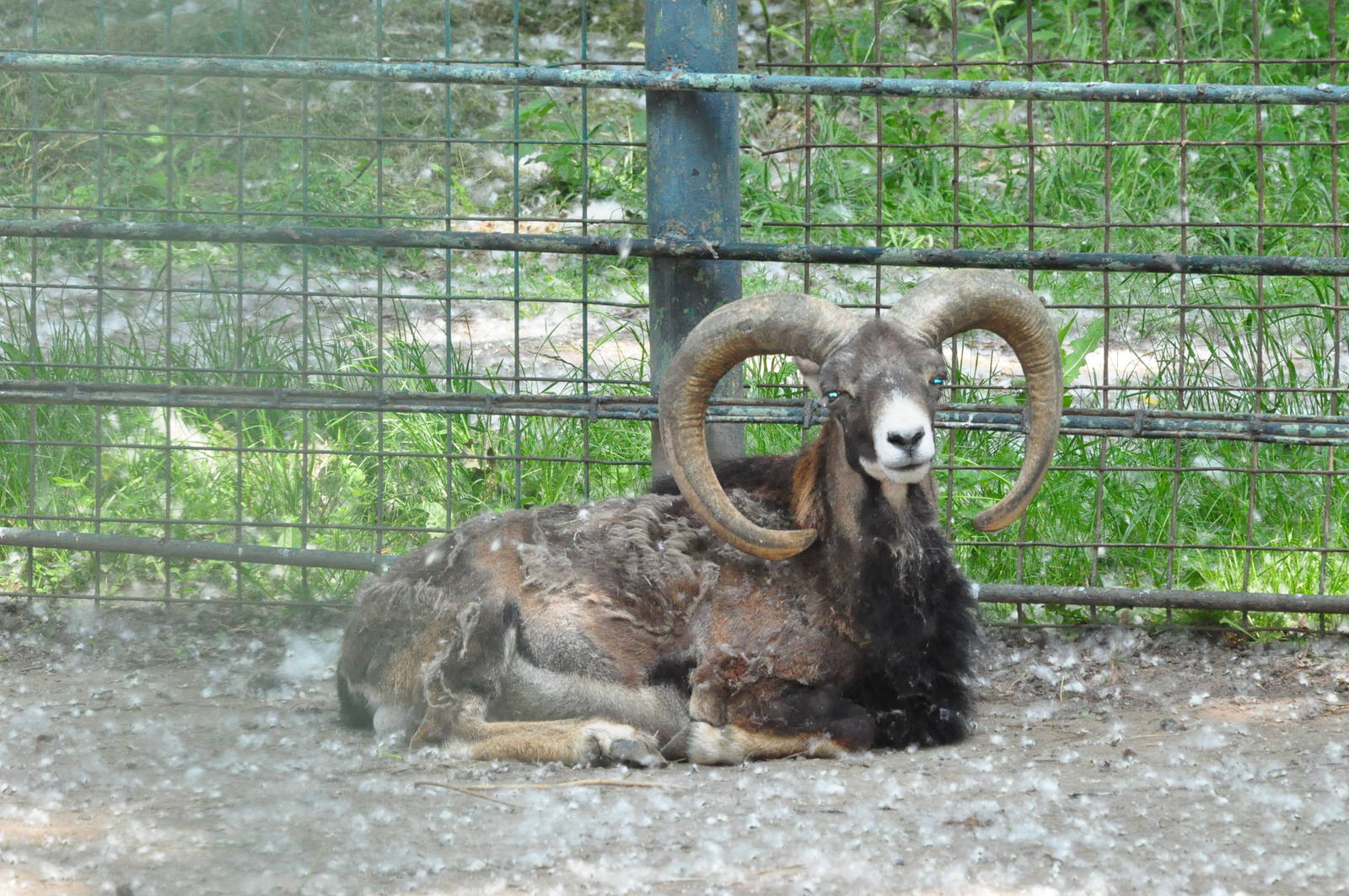 Mouflon/ Ovis aries musimon