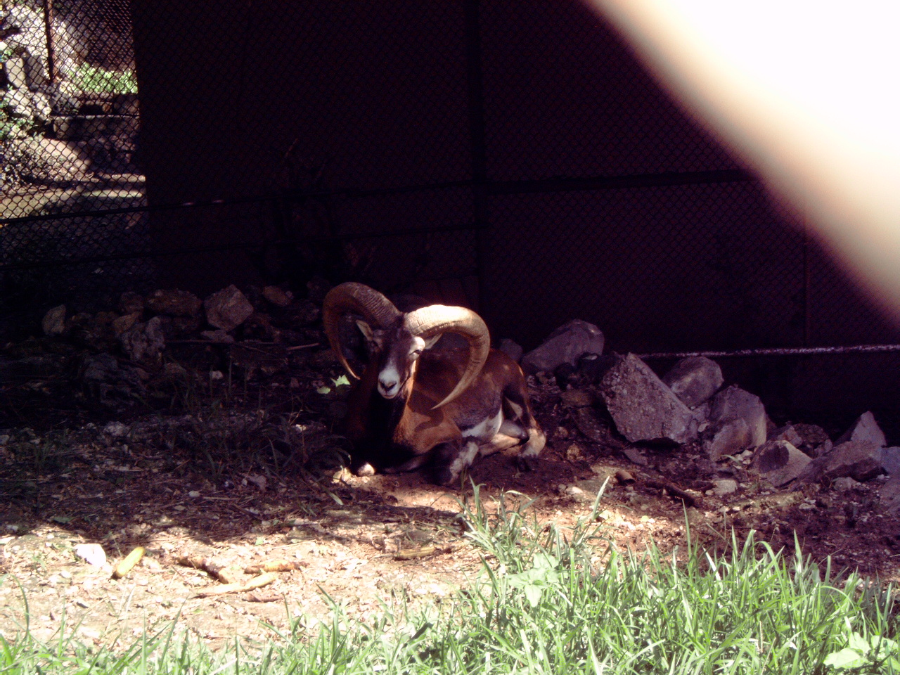 Mouflon (Ovis aries orientalis)