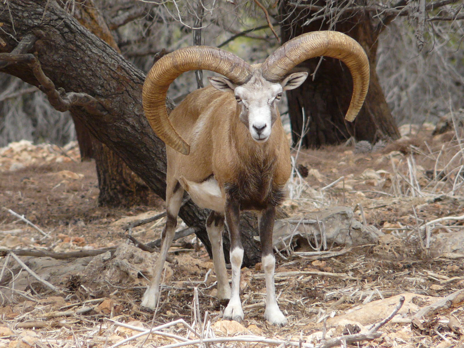Mouflon/ Ovis aries urmiana
