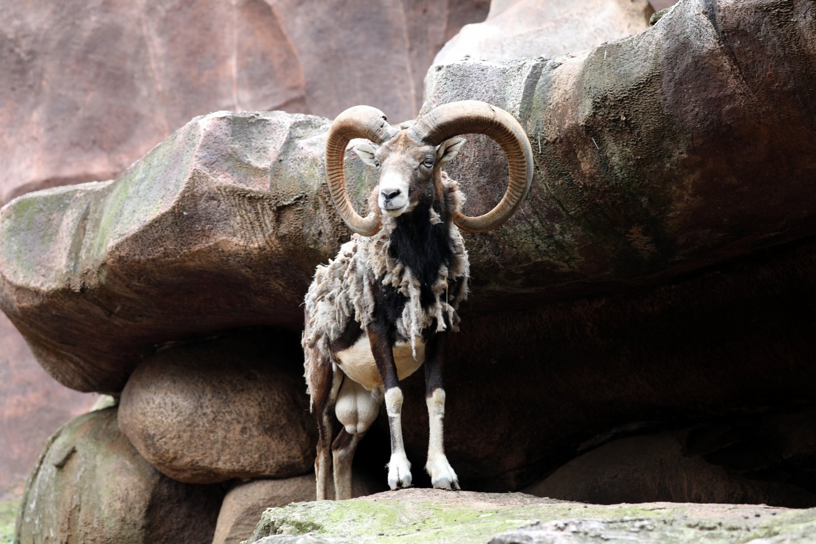 mouflon (Ovis gmelini)