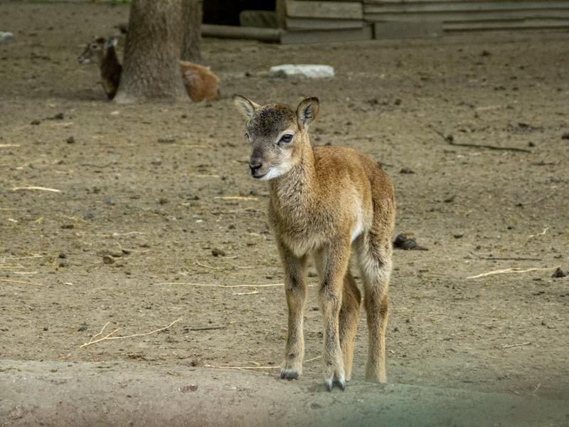 Mouflon / Ovis gmelini
