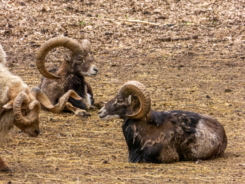 mouflon / Ovis gmelini