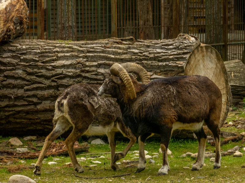 Mouflon (Ovis gmelini)