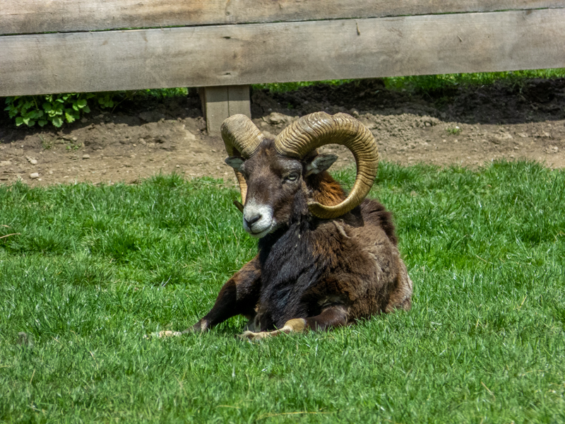 mouflon (Ovis gmelini)