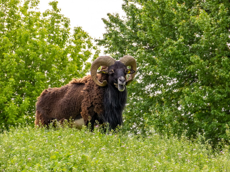 Mouflon (Ovis gmelini)