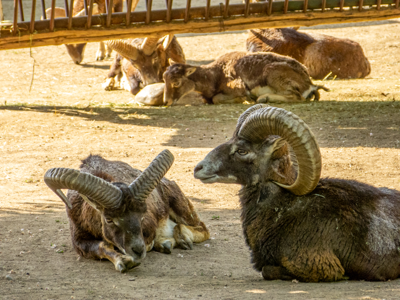 Mouflon (Ovis gmelini)