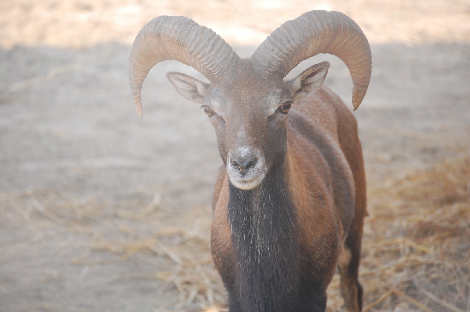Mouflon - Peshawar zoo 8/12/2018
