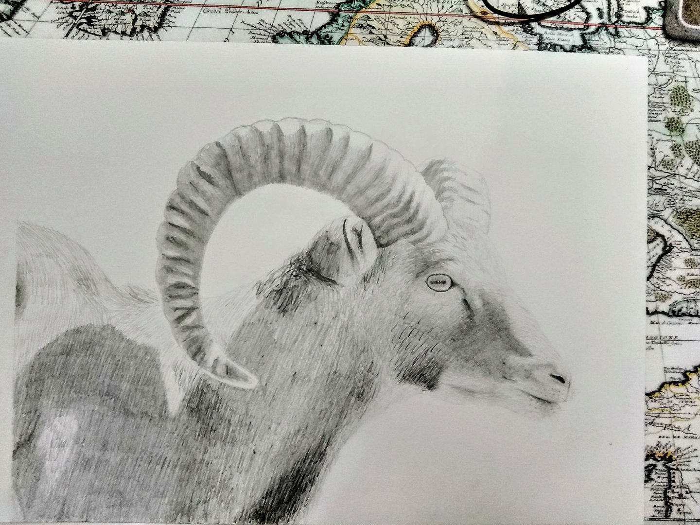 Mouflon portrait
