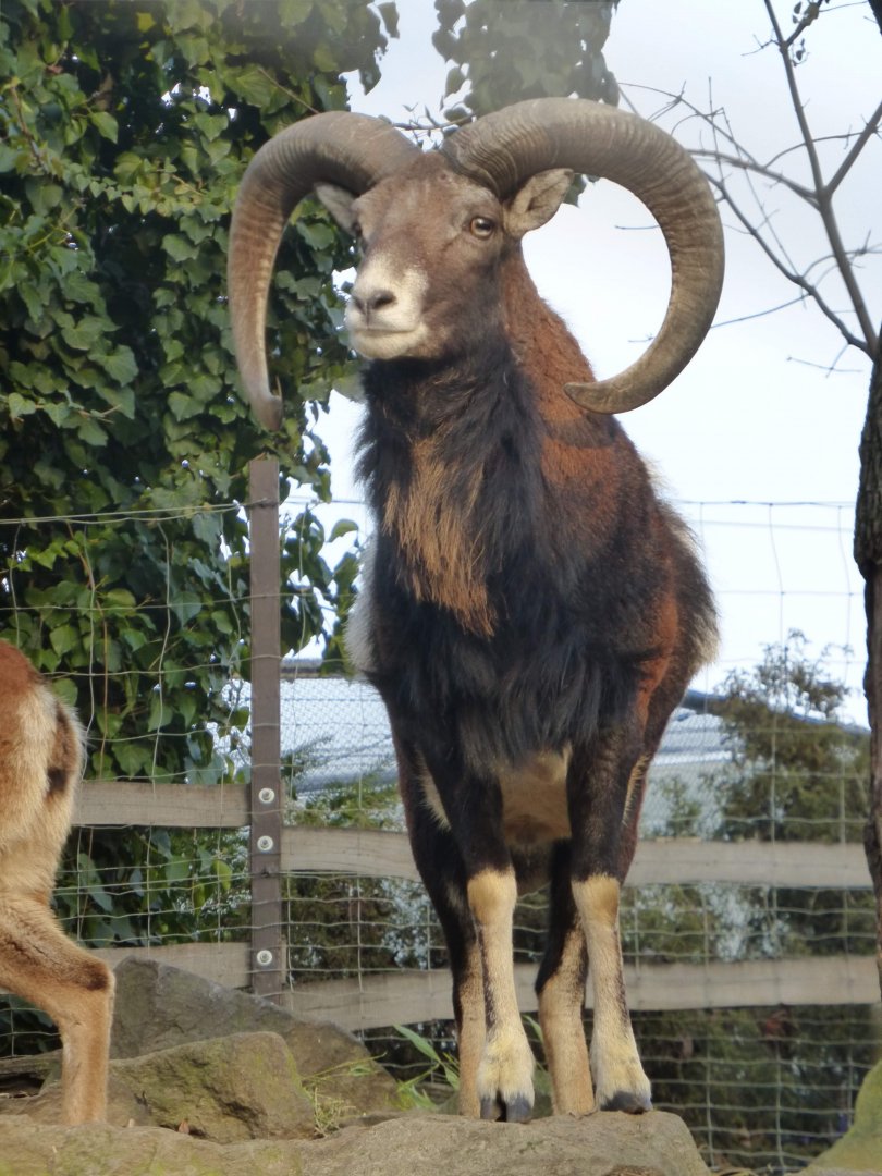 Mouflon ram