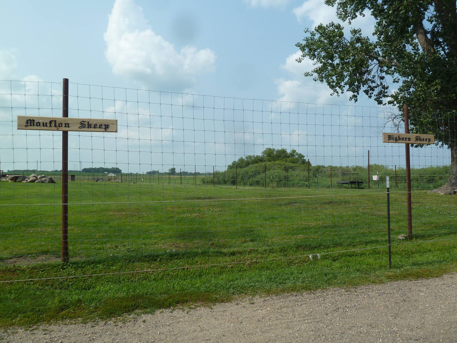 Mouflon Sheep/Bighorn Sheep Exhibit