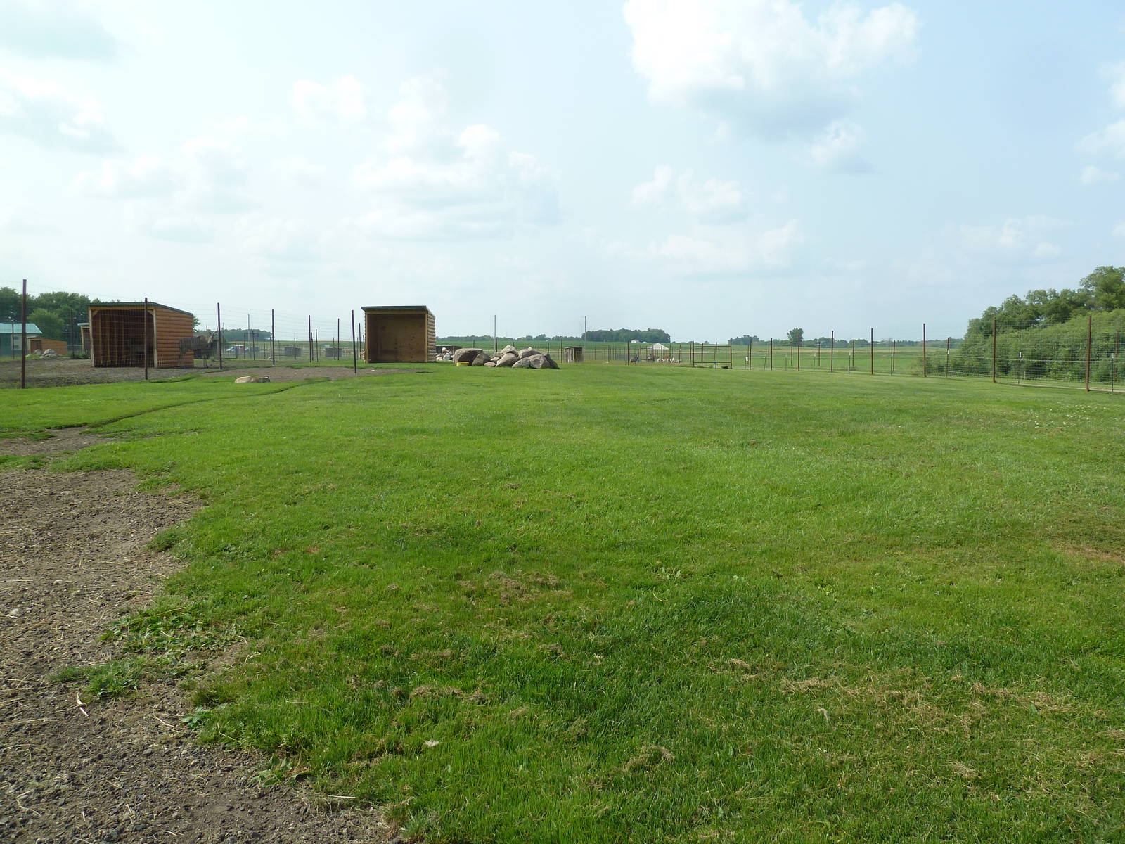 Mouflon Sheep/Bighorn Sheep Exhibit