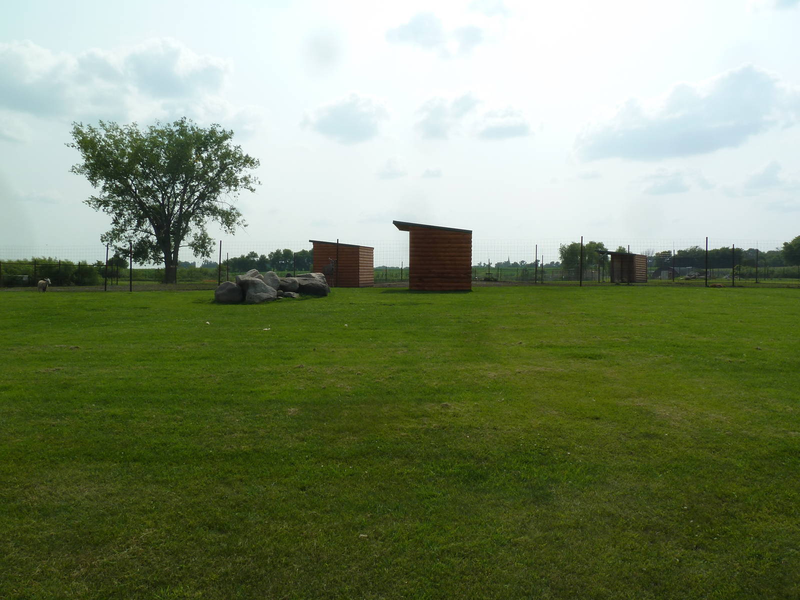 Mouflon Sheep/Bighorn Sheep Exhibit