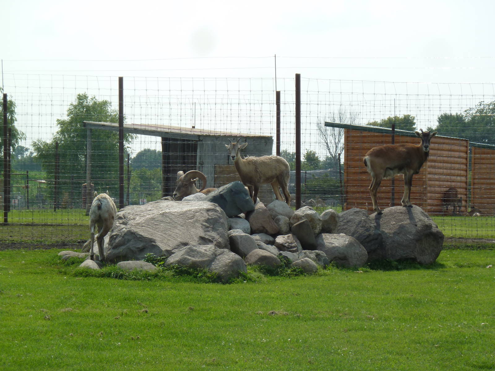 Mouflon Sheep/Bighorn Sheep Exhibit