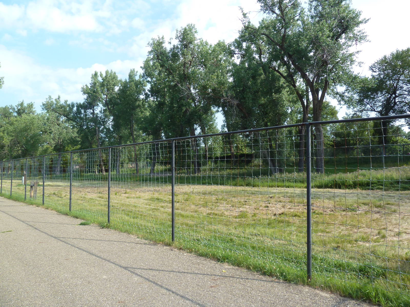Mouflon Sheep Exhibit
