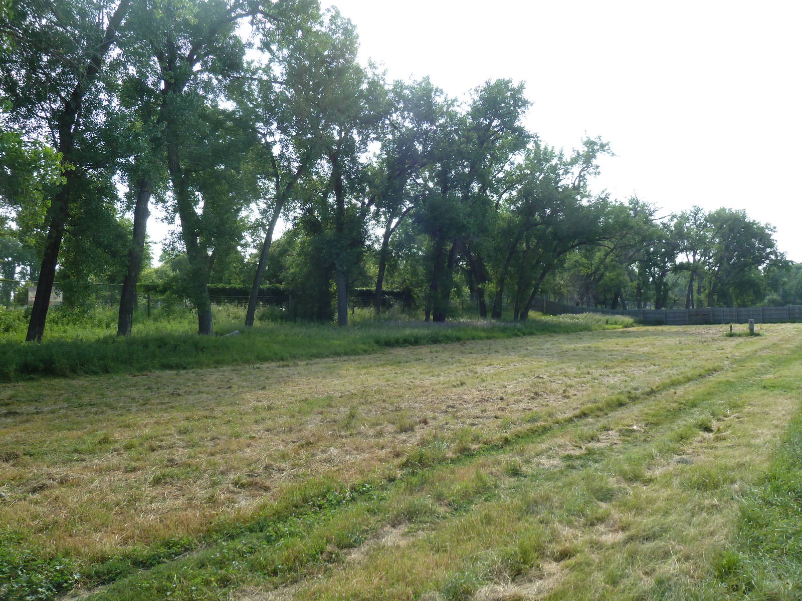 Mouflon Sheep Exhibit