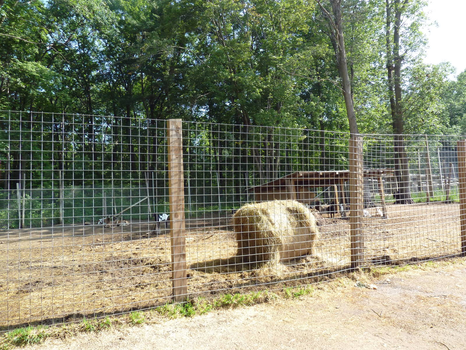Mouflon Sheep/Goat Exhibit