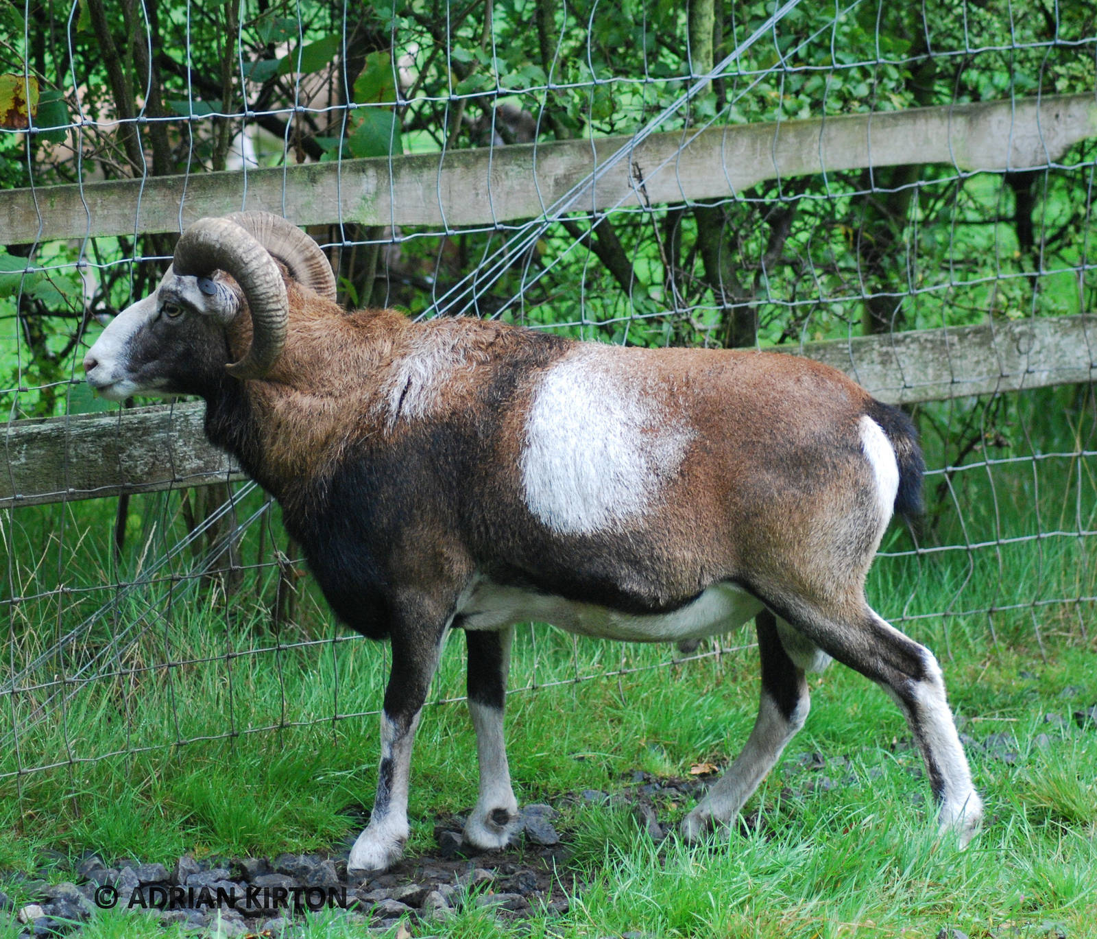 MOUFLON SHEEP MALE ?