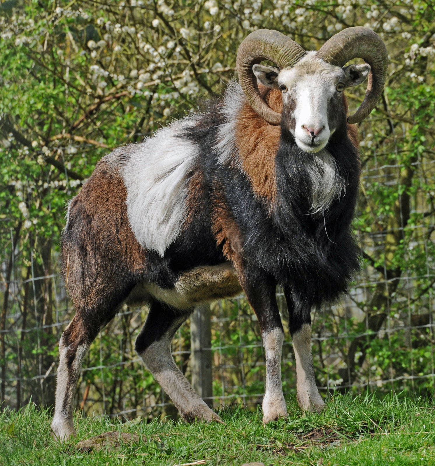 MOUFLON SHEEP MALE