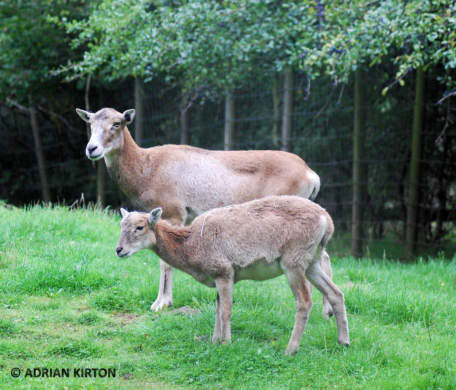MOUFLON SHEEP