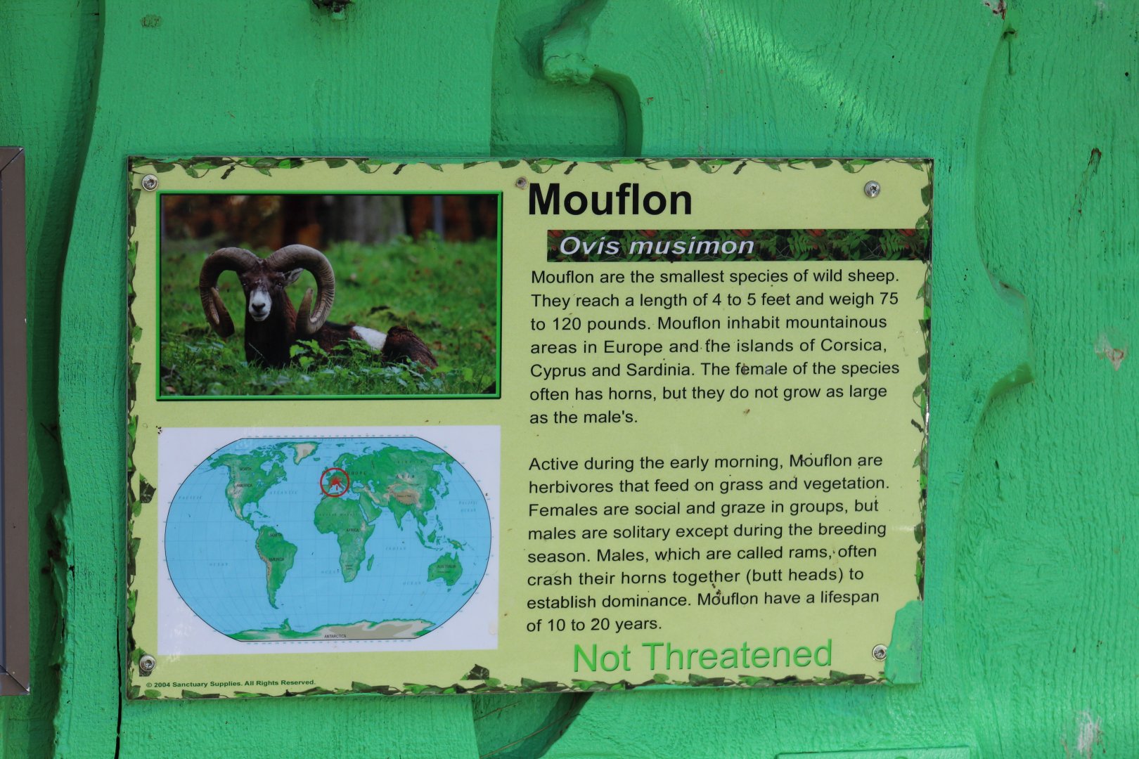 Mouflon Signage
