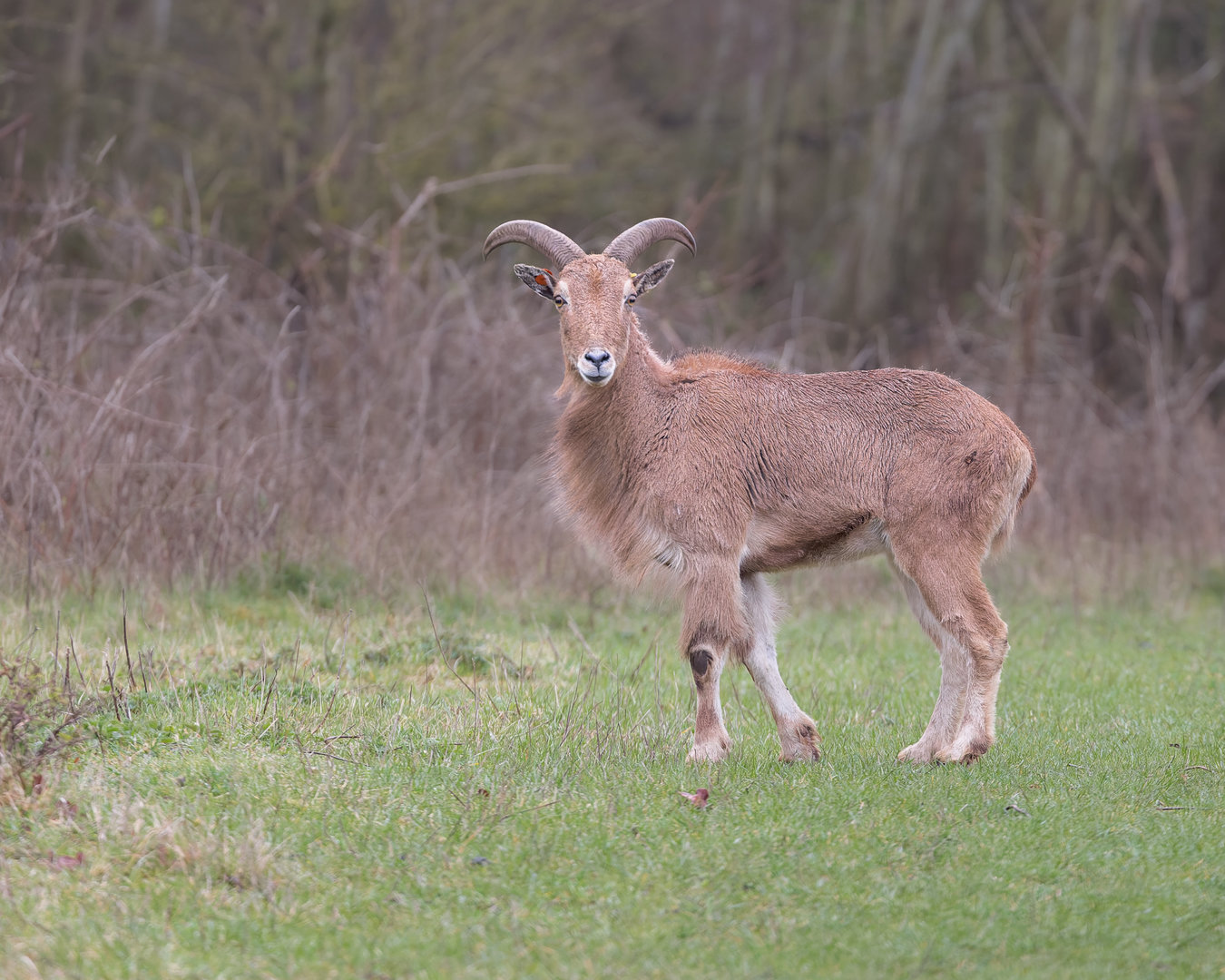 Mouflon / Watatunga / 1-4-23