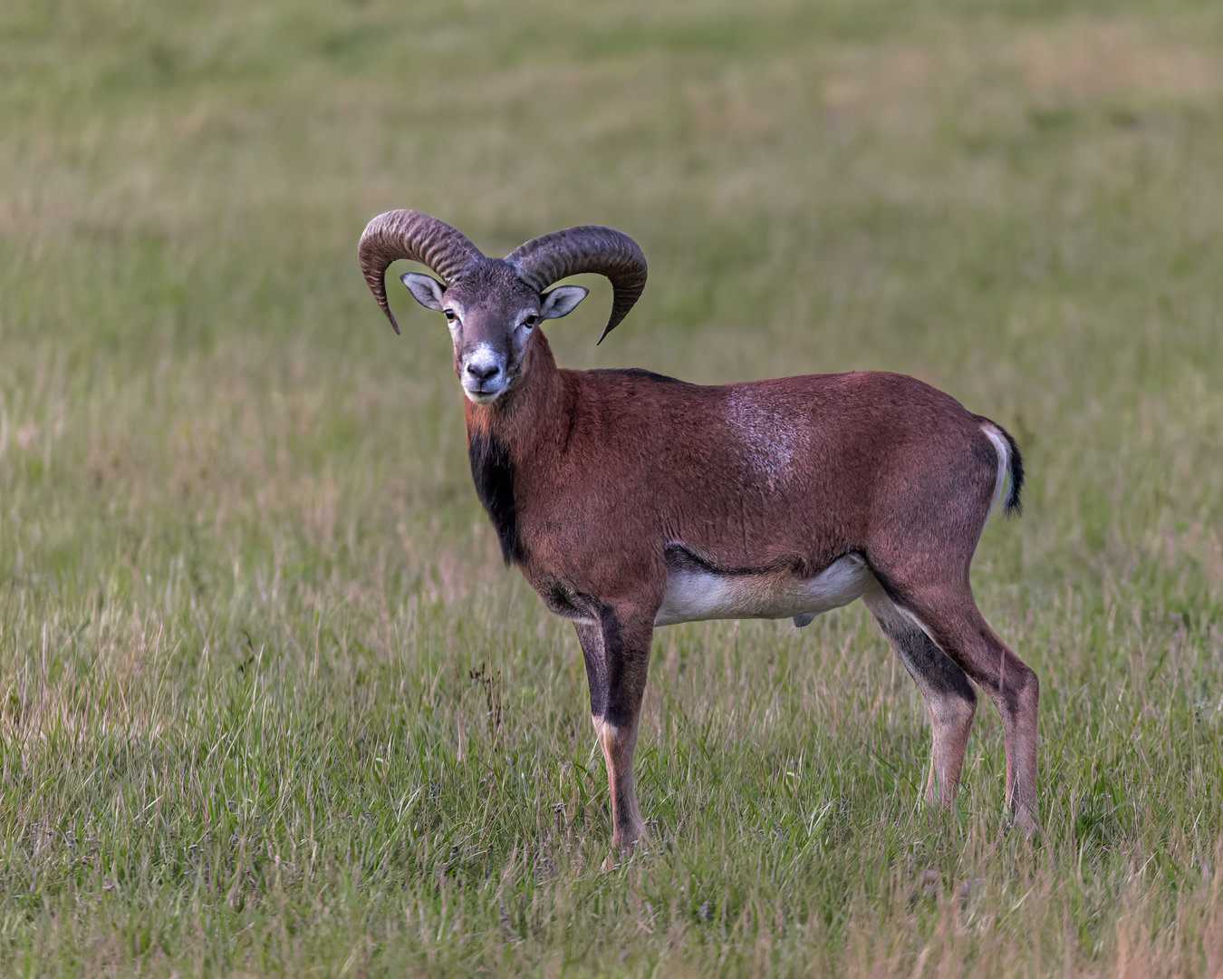 Mouflon/ Watatunga / 15-9-22