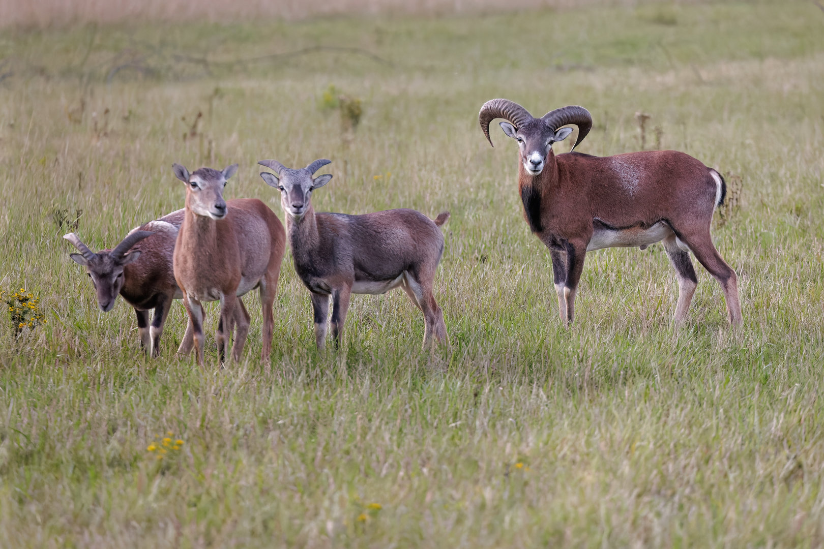 Mouflon/ Watatunga / 15-9-22