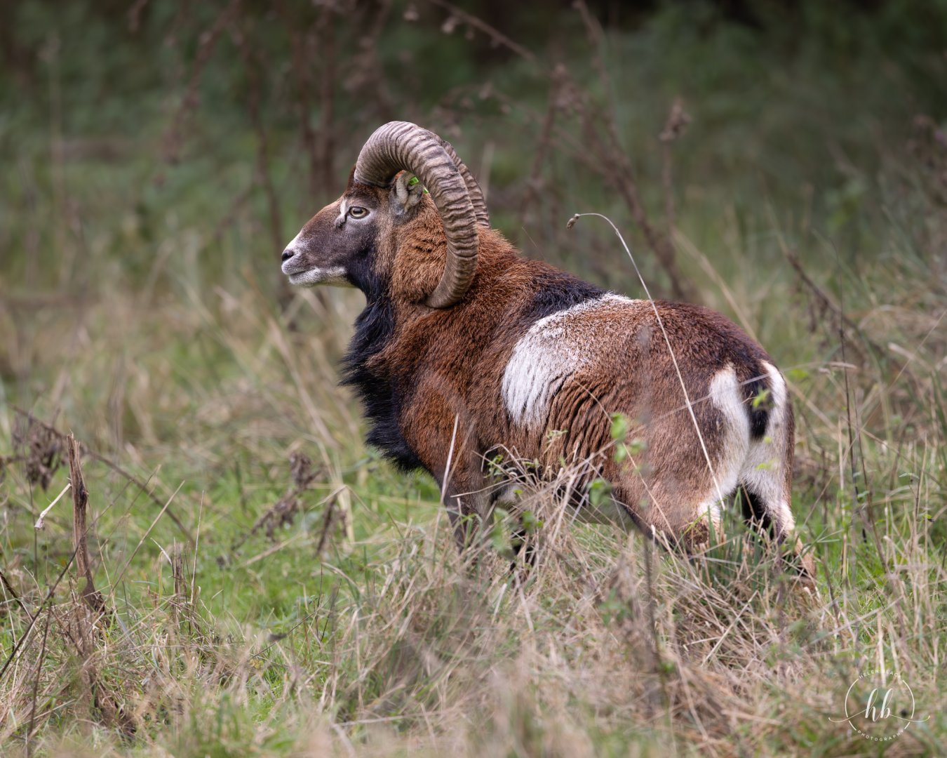 Mouflon / Watatunga / 20-11-24