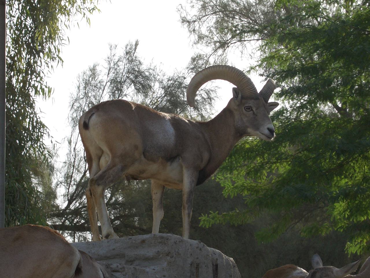 Mouflon