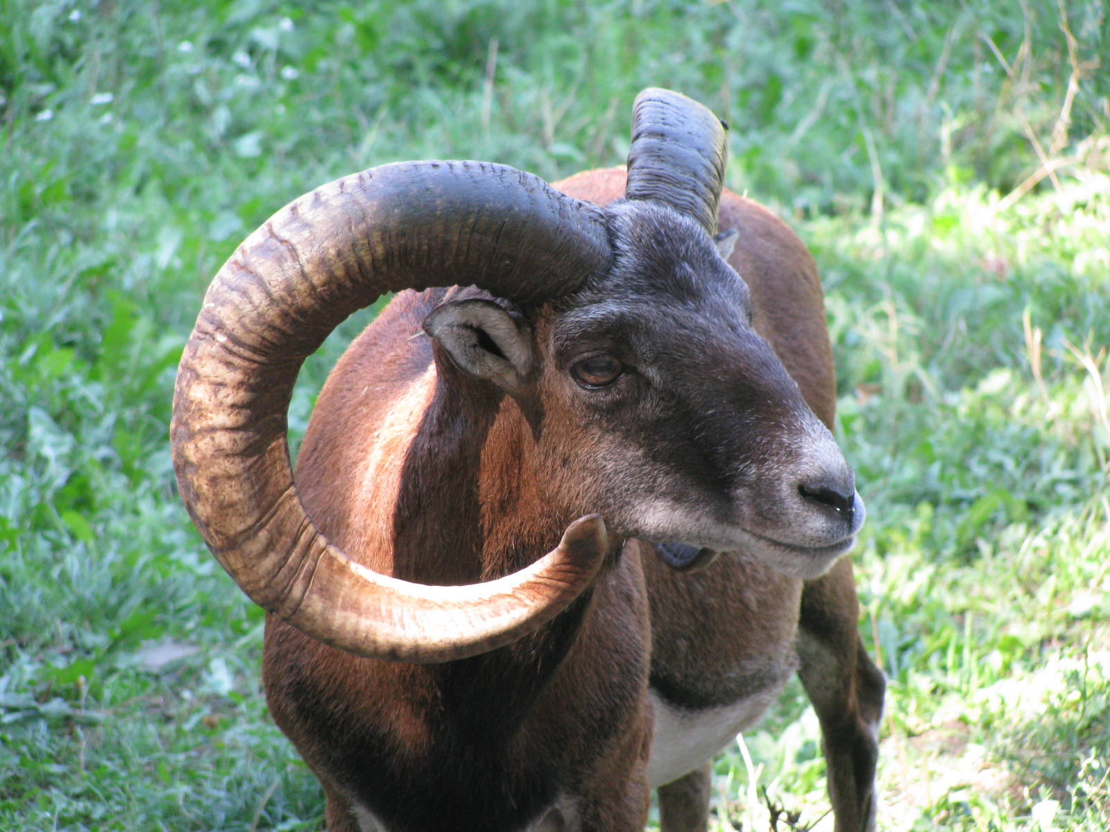 Mouflon