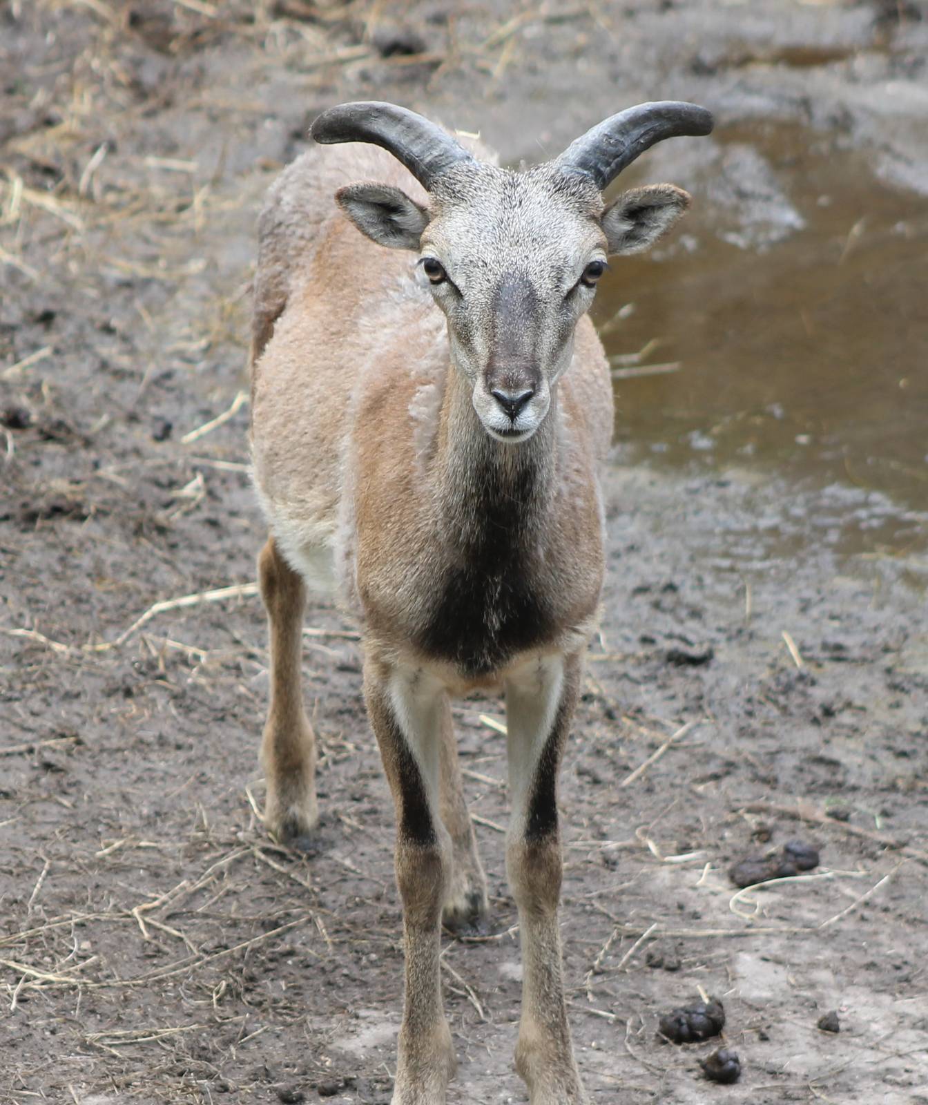 Mouflon