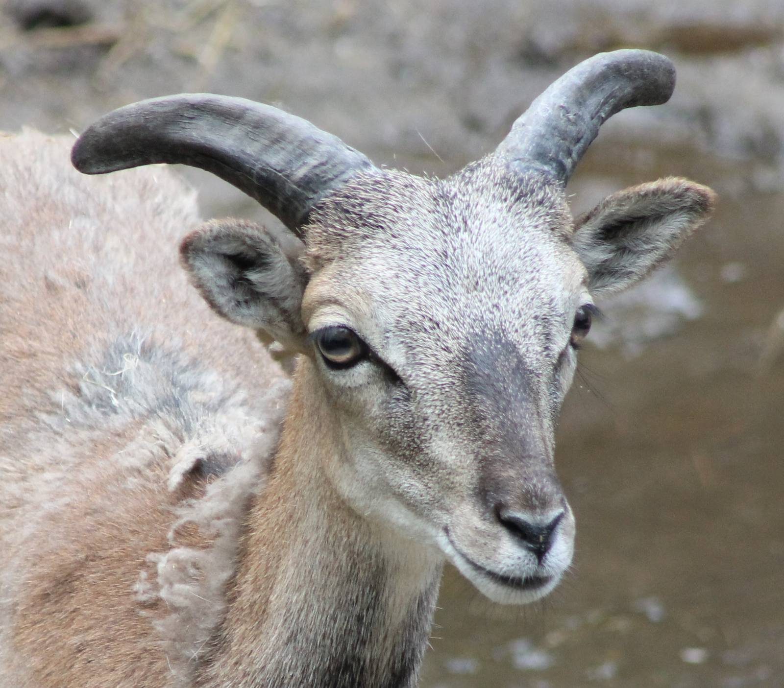 Mouflon