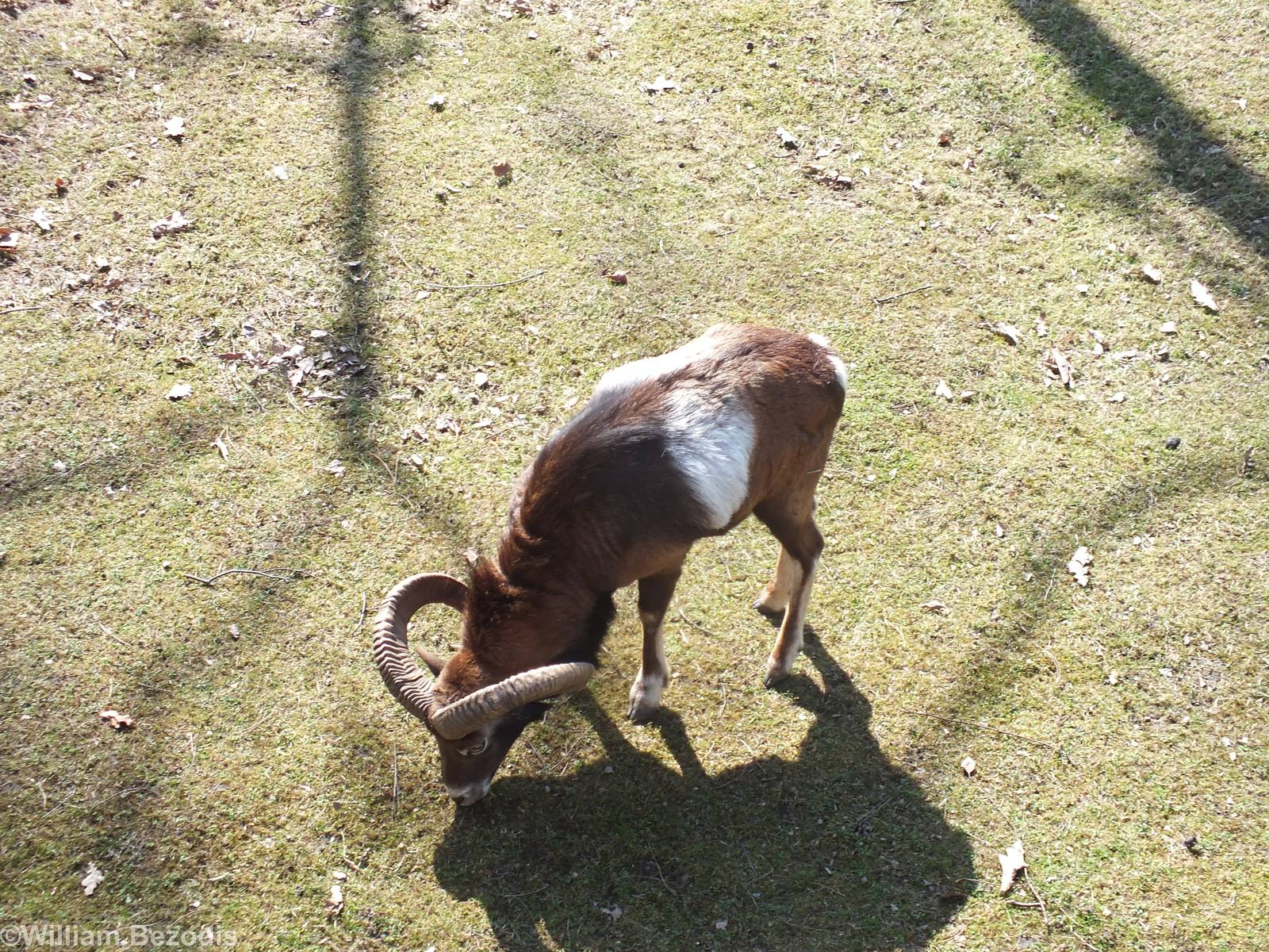 Mouflon