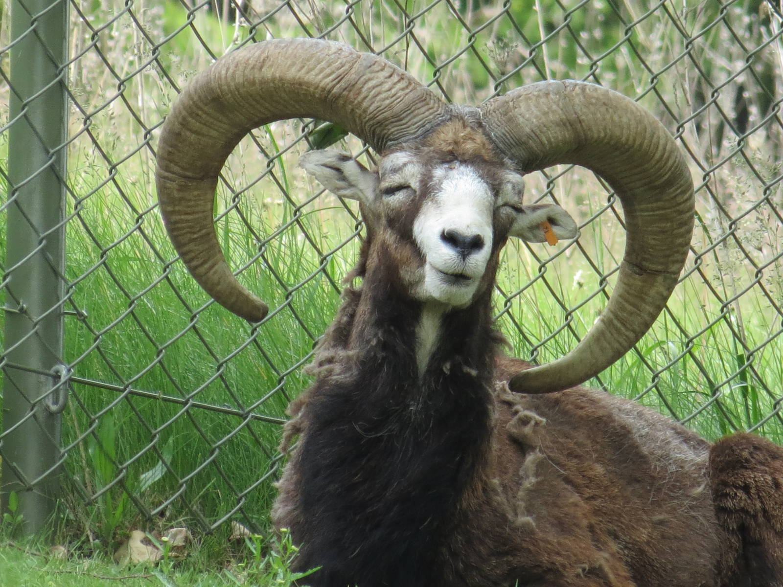 Mouflon