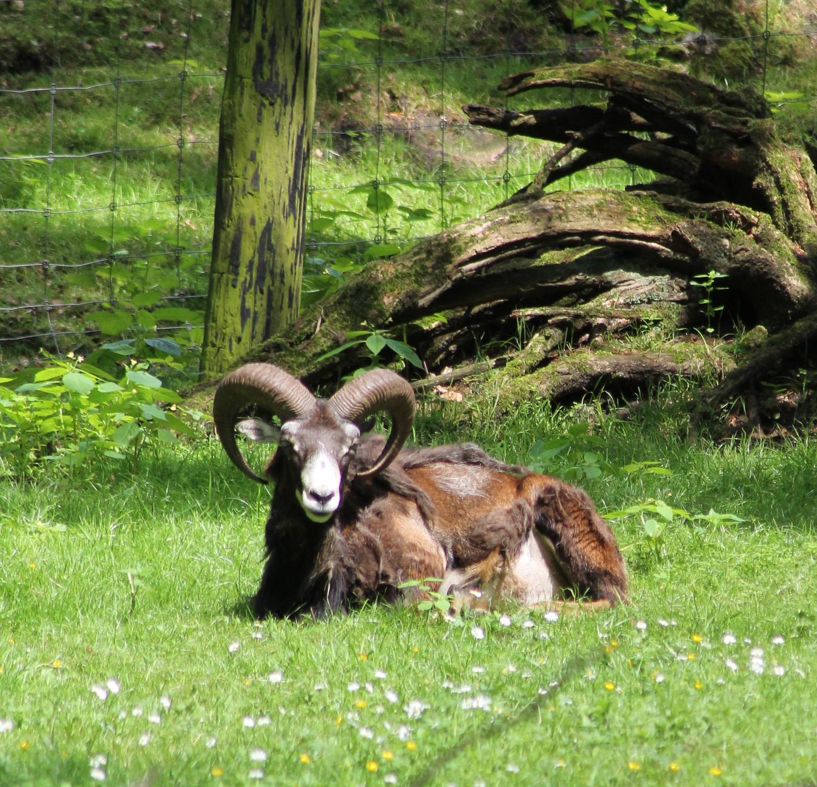 Mouflon