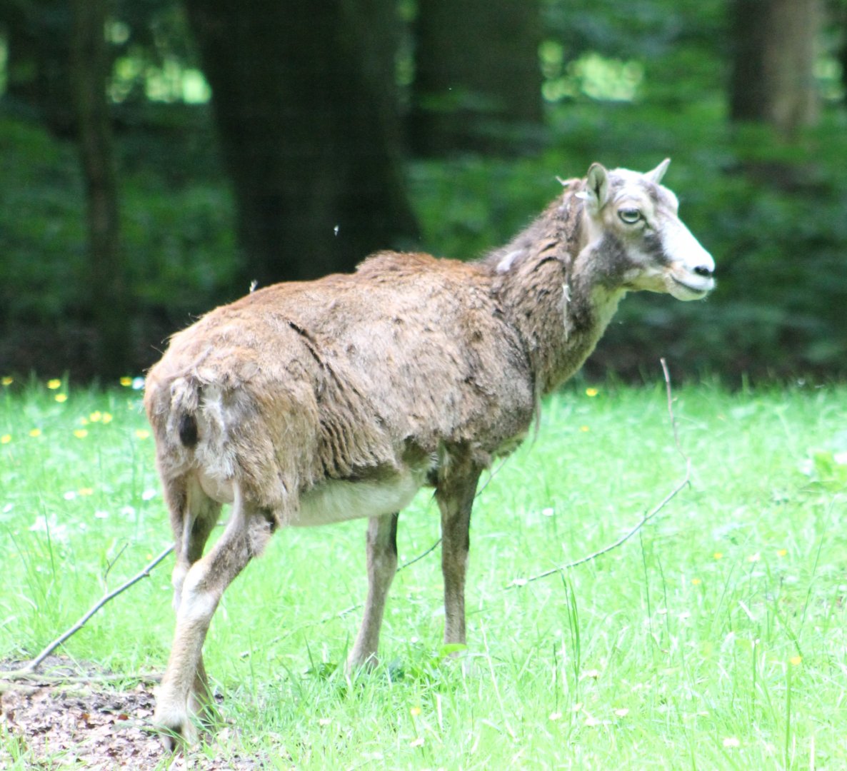 Mouflon