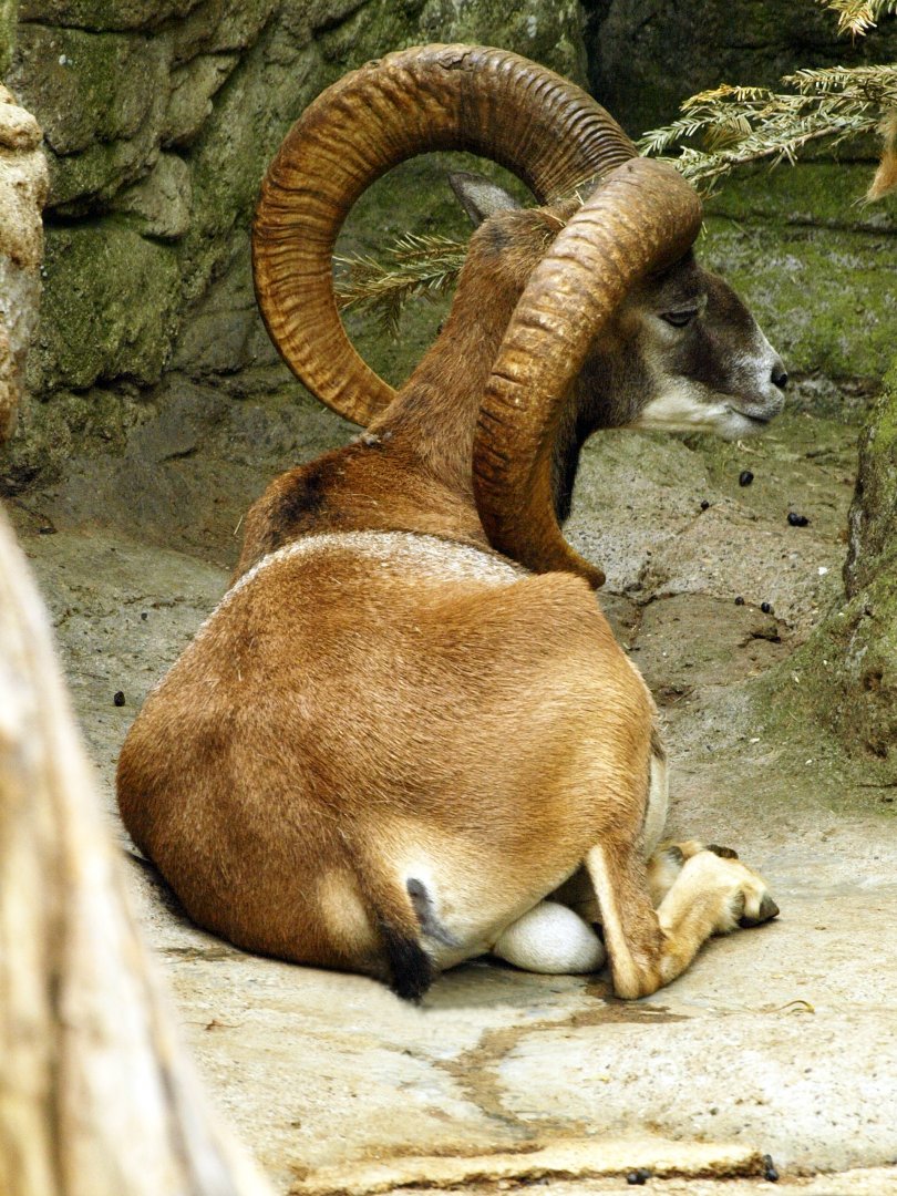 Mouflon
