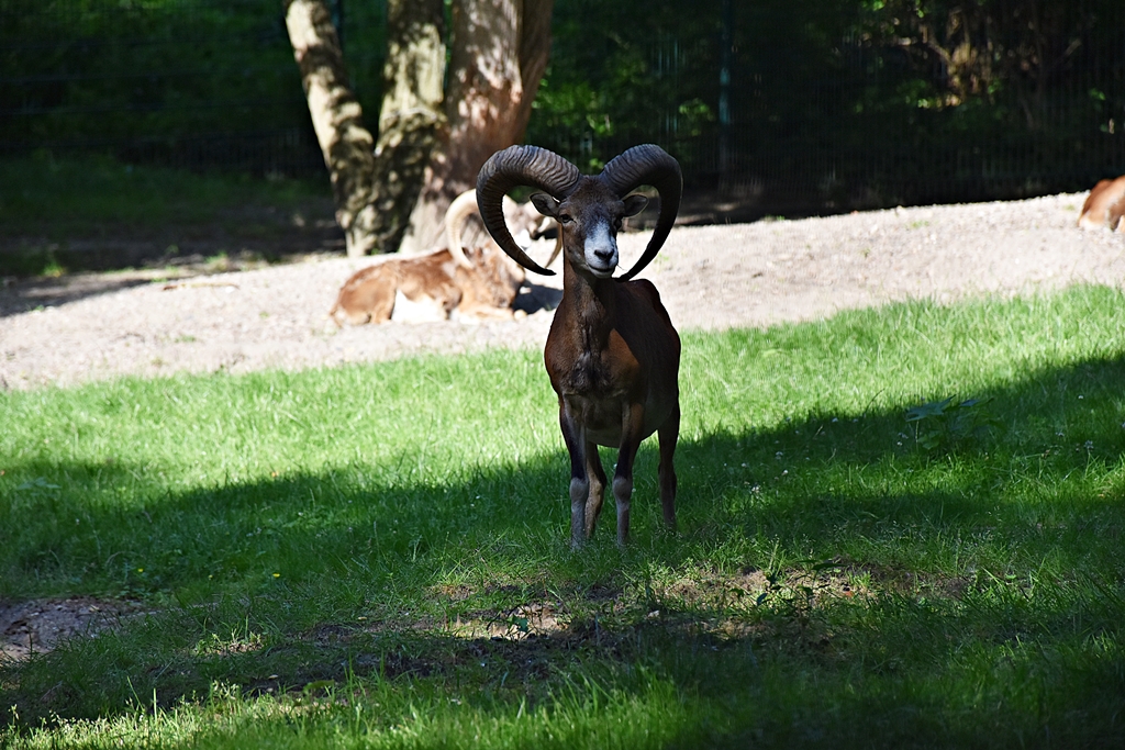 Mouflon