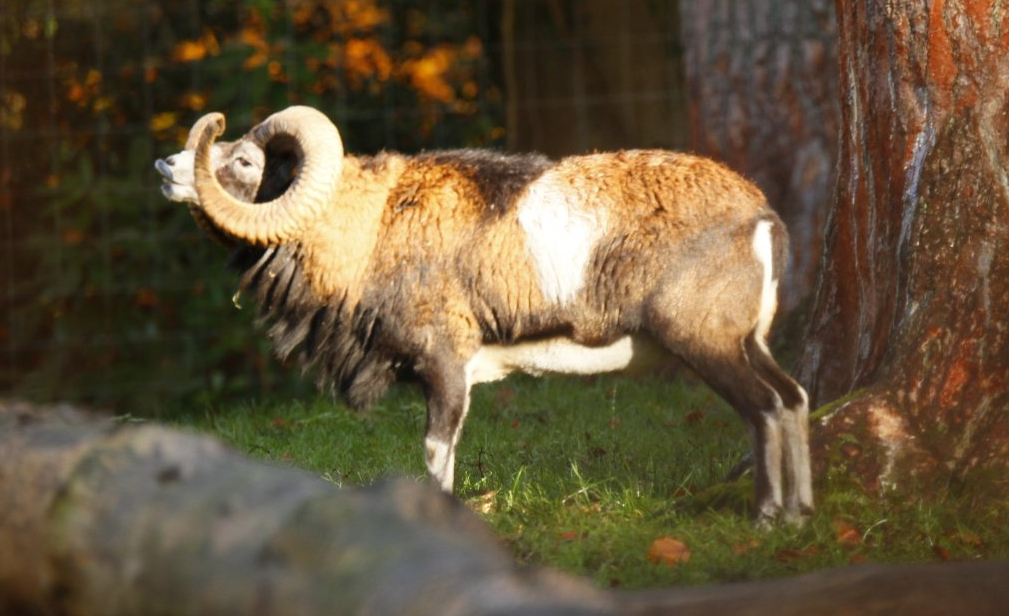 Mouflon