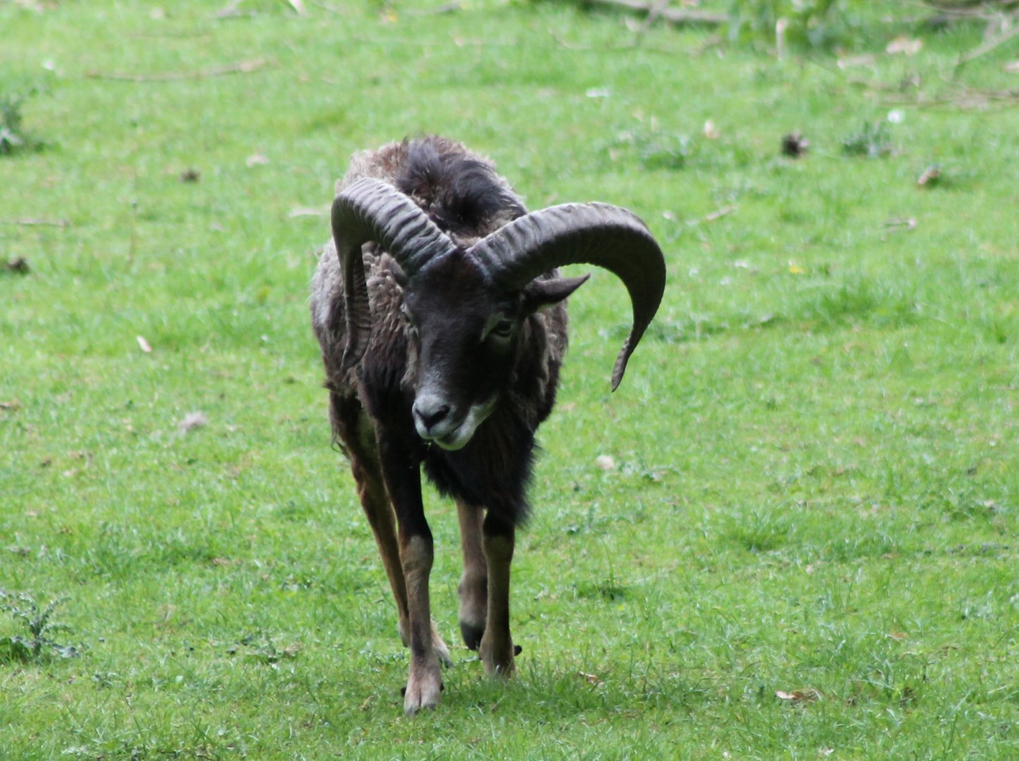 Mouflon