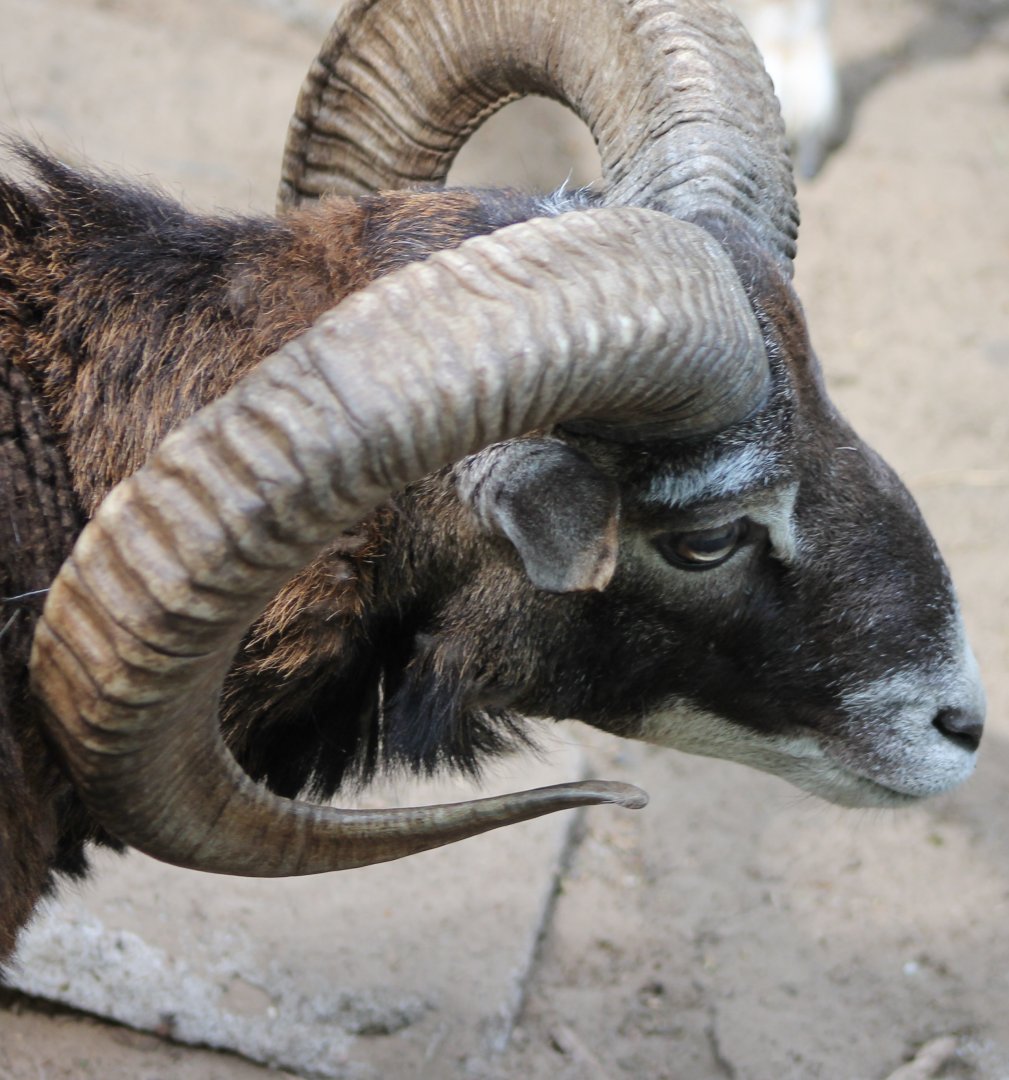 Mouflon