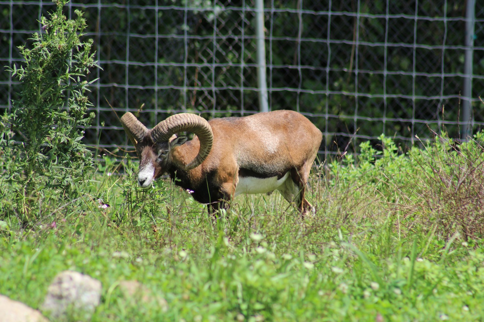 Mouflon