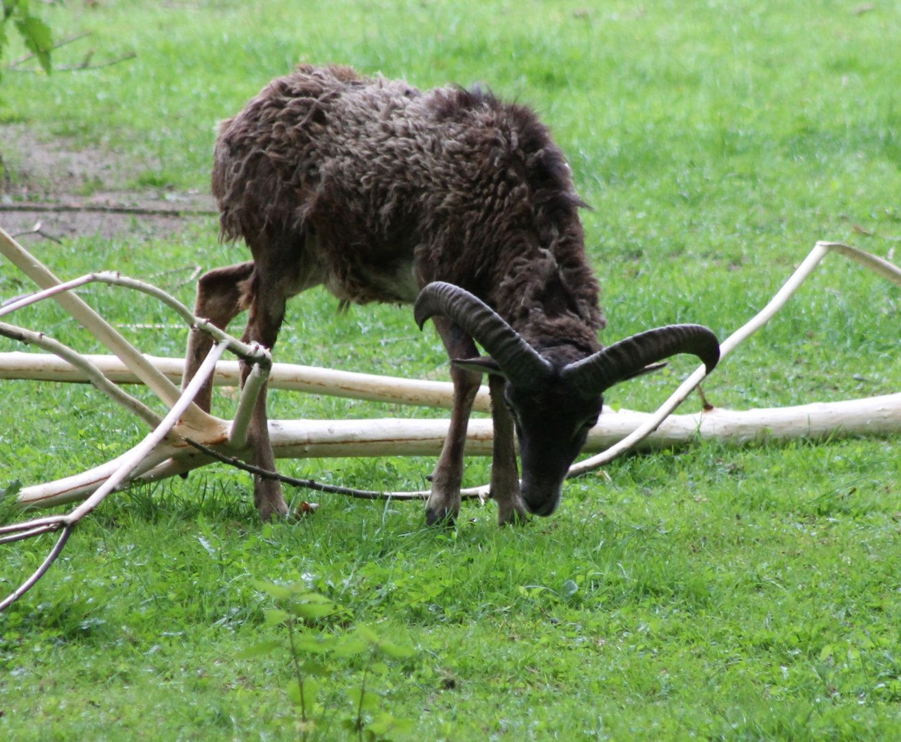 Mouflon