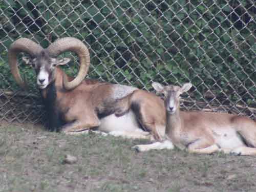 Mouflon