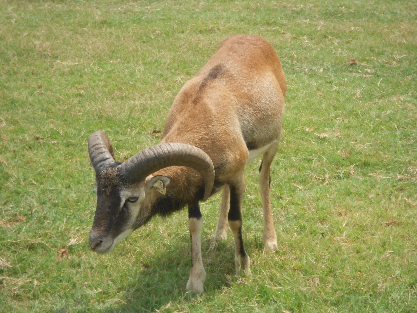 Mouflon