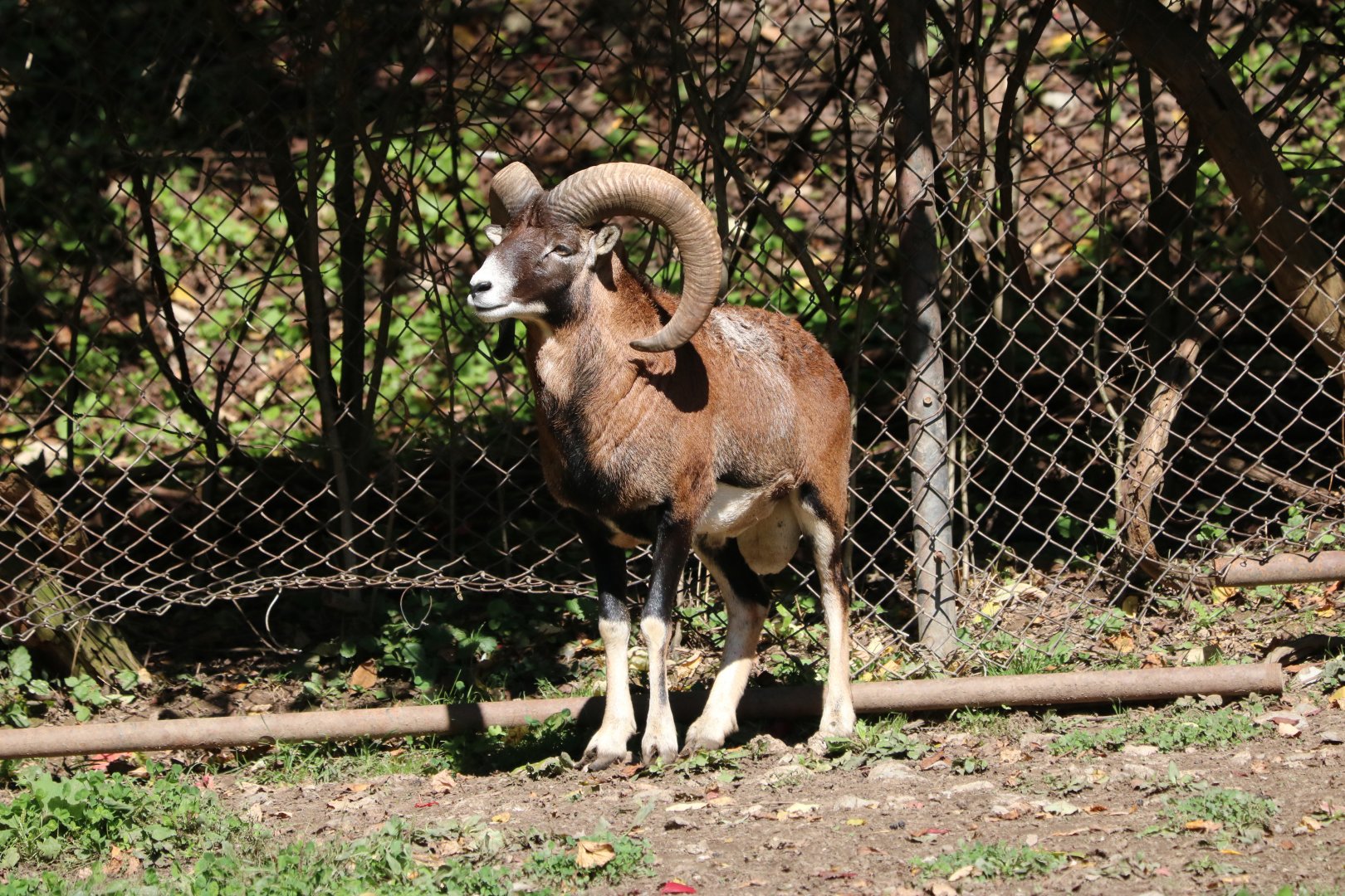 Mouflon
